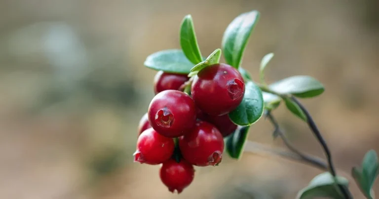 Leite fermentado de cranberry pode prevenir infecções urinárias