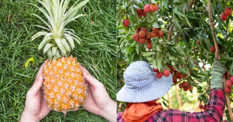 Pesquisa revela alto valor nutricional de frutos do Cerrado brasileiro; confira lista e benefícios