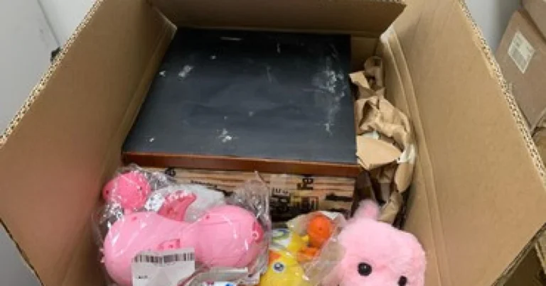 Ibama impede que colmeia com 400 abelhas sem ferrão seja enviada para Hong Kong, na China