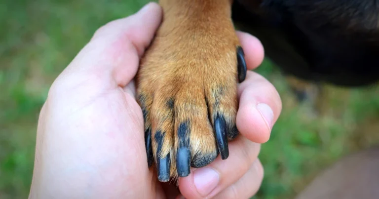 Petz passa a vender planos de saúde para animais na internet