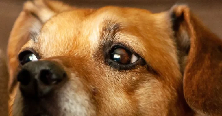 Homem leva cachorro para dar banho em lava a jato e é denunciado por maus-tratos na Itália