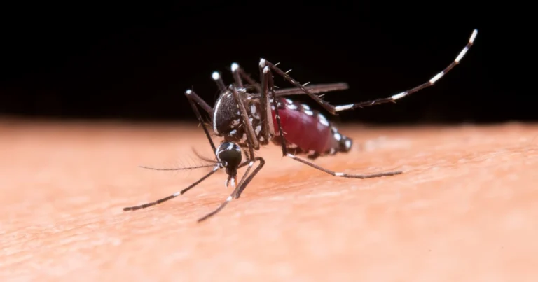 Chikungunya tem alta de casos e preocupa autoridades na China