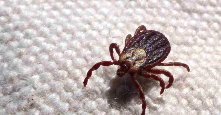 Suspeita de febre maculosa: governo investiga morte de garoto de 17 anos em BH