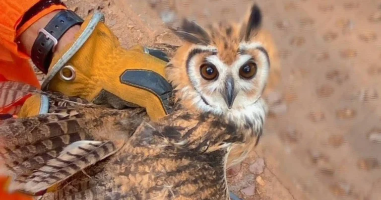 Clones de bactérias resistentes a antibióticos são encontrados em aves