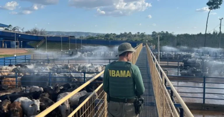Ibama apreende mais de 7 mil gados e autua frigoríficos por desmatamento na Amazônia