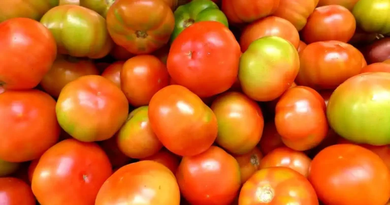 Preço do tomate dispara no atacado; alta chega a 52% em Belo Horizonte